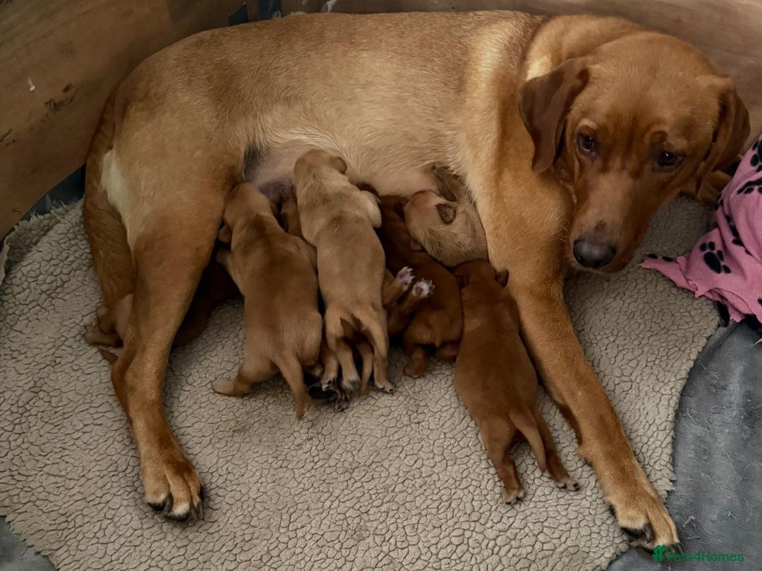 Labrador Retriever dogs for sale: Fox Red Puppies for Sale - Image 14