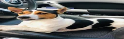 Jack Russell dogs for stud: Jack Russell tri colour stud in Broxbourne - Advert 3