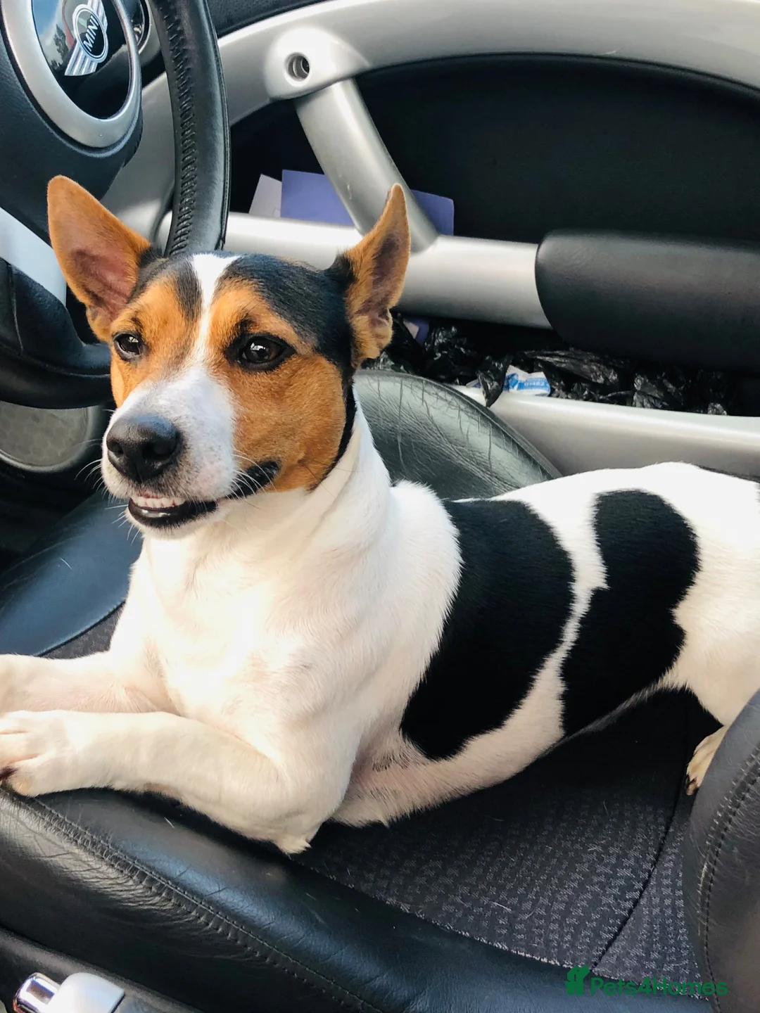 Jack Russell dogs for stud: Jack Russell tri colour stud in Broxbourne - Advert 3