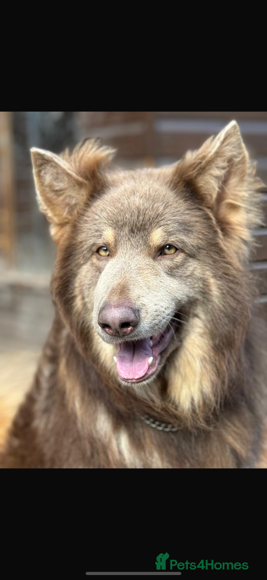 German Shepherd dogs for sale: Beautiful mixed coloured heath tested German sheps - Image 24