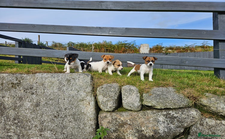 Jack Russell dogs - Advert 4