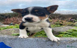 Mixed Breed dogs for sale: Border Jack Puppies (Border Collie X Jack Russel) - Image 18