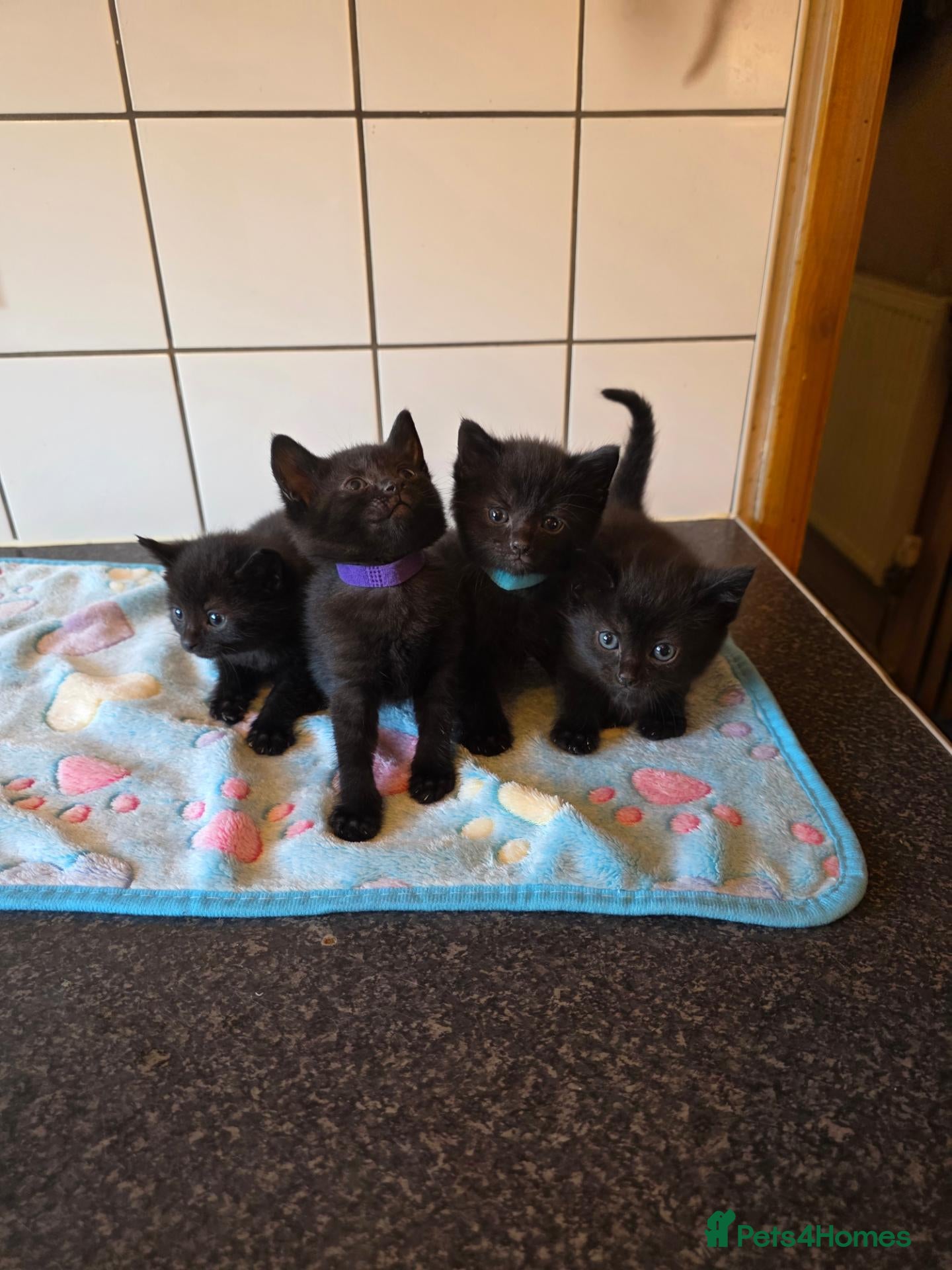 Russian Blue cats Russian blue x bengal black charcoal male female  - Advert 2