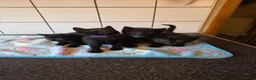 Russian Blue cats for sale: Russian blue x bengal black charcoal male female  - Advert 2