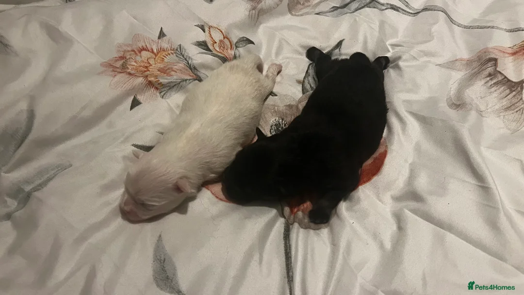 Pomeranian dogs for sale: 🐶Beautiful Pomeranian Puppies 🖤🤍 in London - Advert 2