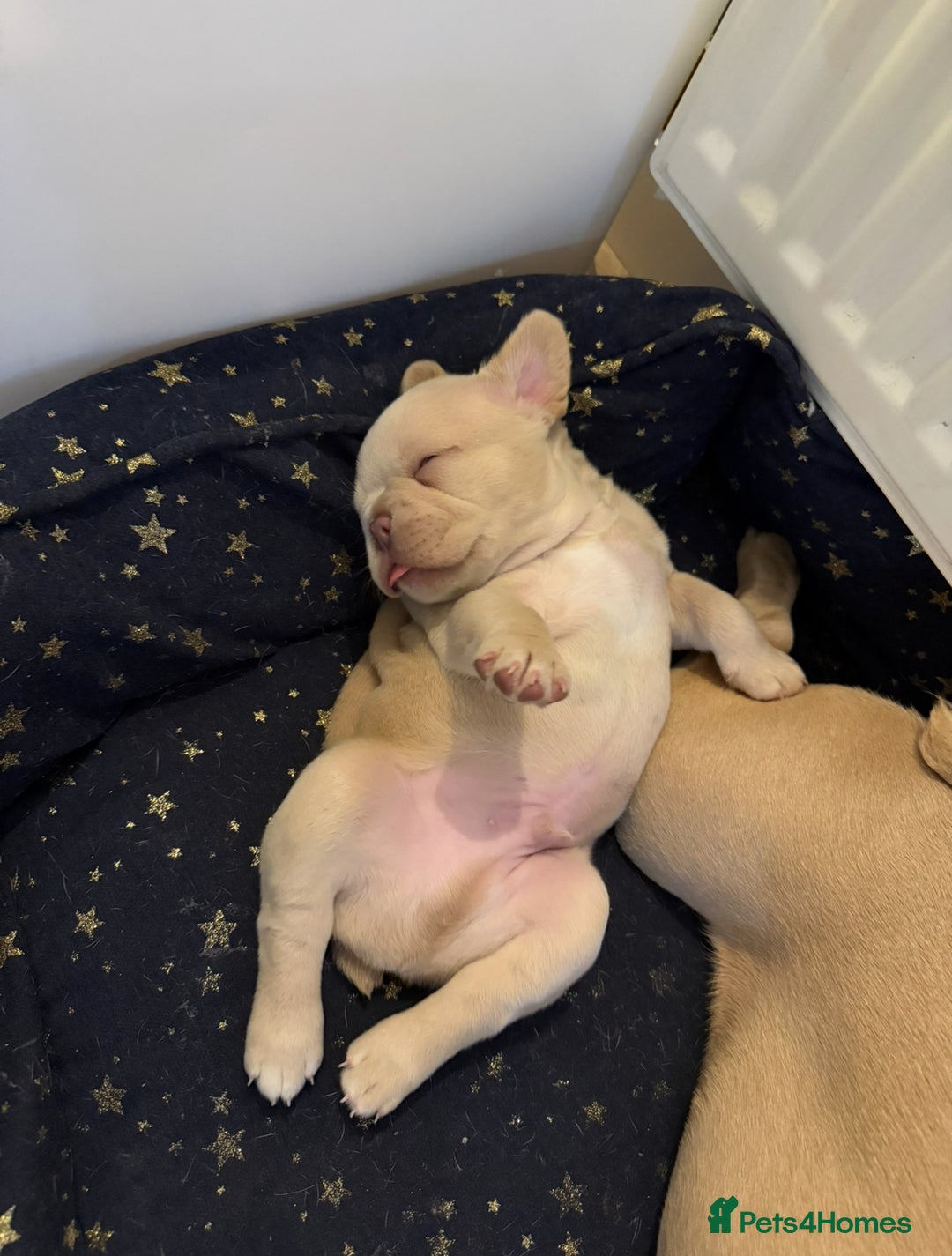 French Bulldog dogs for sale: Isabella  **  French bulldog puppy - Advert 1