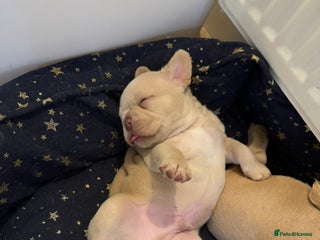 French Bulldog dogs Isabella ** French bulldog puppy - Advert 1