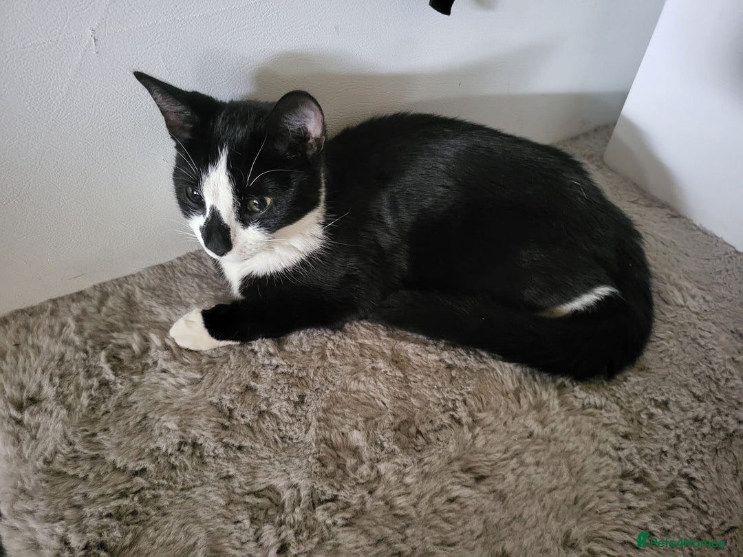 Aegean cats for sale: Tabby Cat - 9 Months Old - Image 1