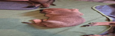 Rex