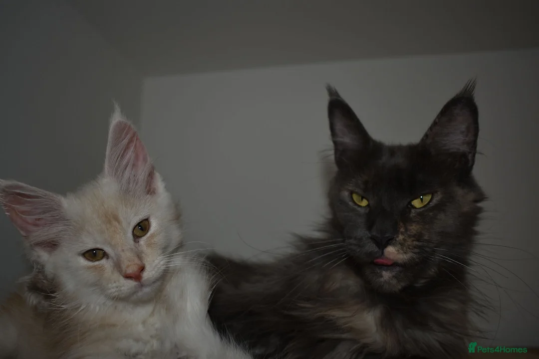 Maine Coon cats for sale:  RARELY LION KING - Advert 2
