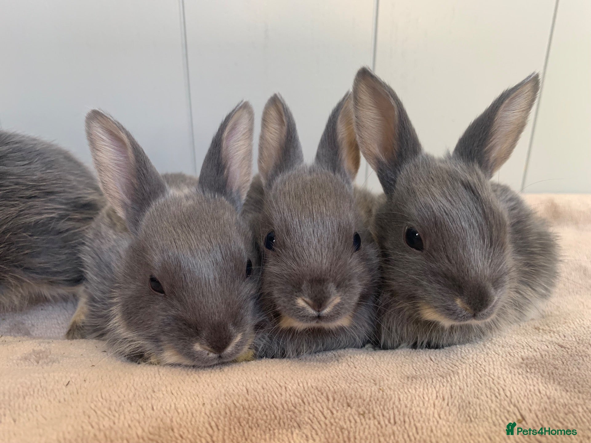 Mixed Breed rabbits Gorgeous baby bunnies - Advert 3