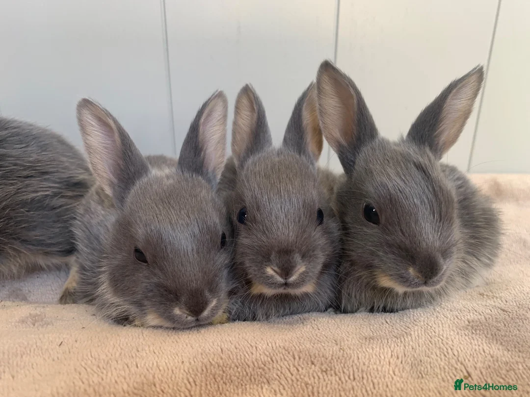 Mixed Breed rabbits for sale: Gorgeous baby bunnies - Advert 1