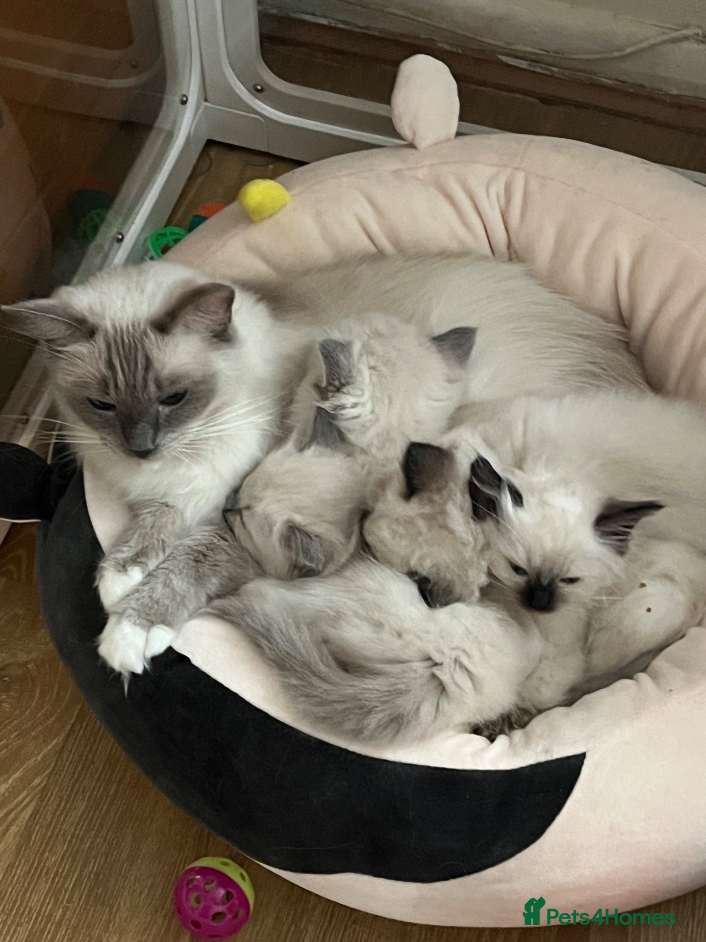 Ragdoll cats for sale: GCCF Ragdoll Kittens - Advert 2