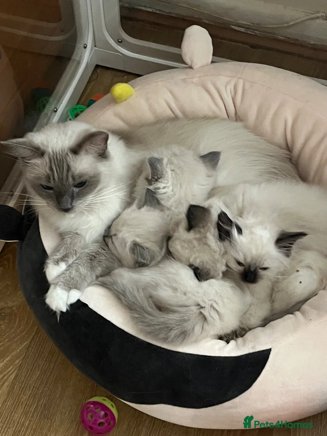 Ragdoll cats for sale: GCCF Ragdoll Kittens in Dunstable - Advert 1