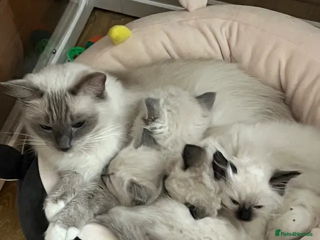 Ragdoll cats for sale: GCCF Ragdoll Kittens - Advert 17