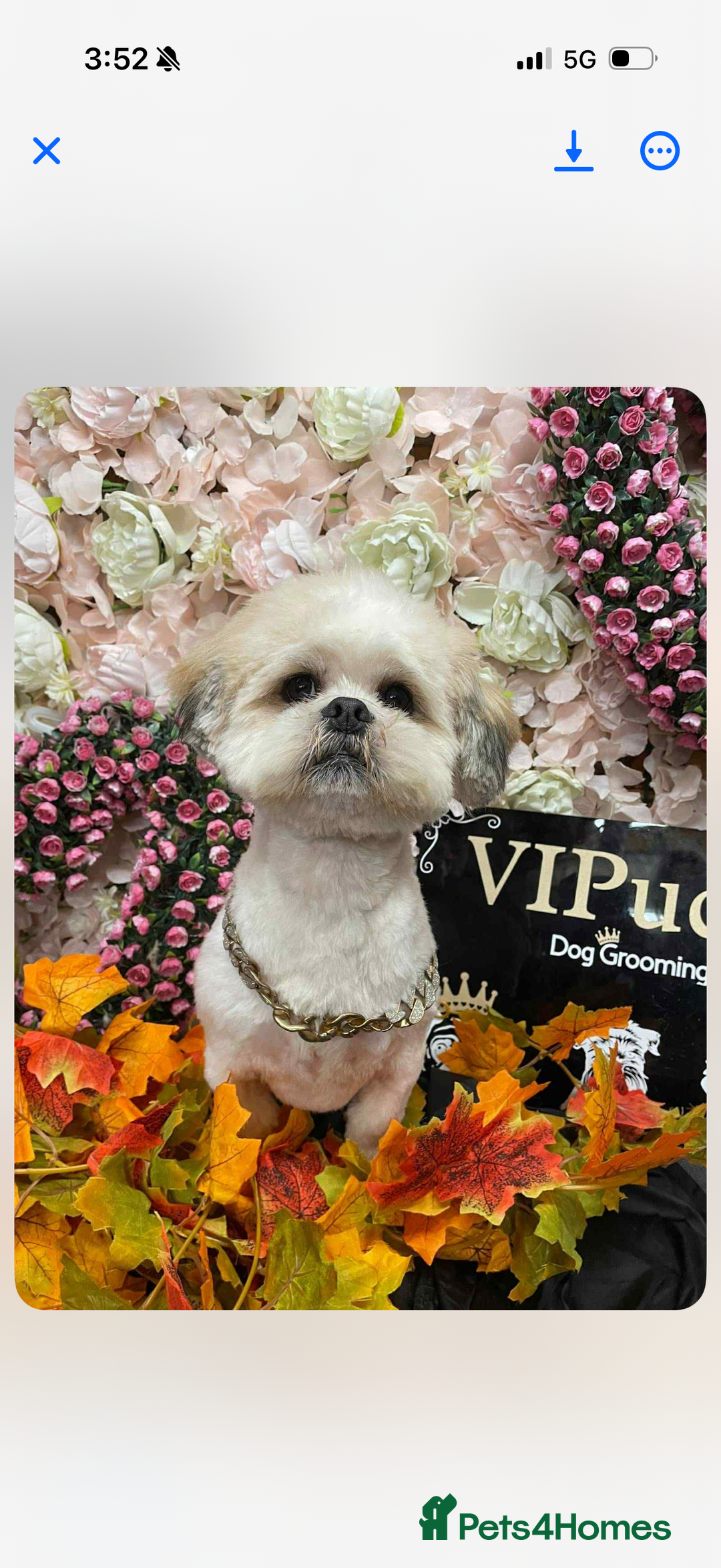 Lhasa Apso dogs for sale: Lhasa apso puppies 🐶 - Advert 23