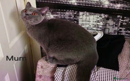 British Shorthair cats for sale: British Blue Shorthair kittens, GCCF pedigree - Image 35