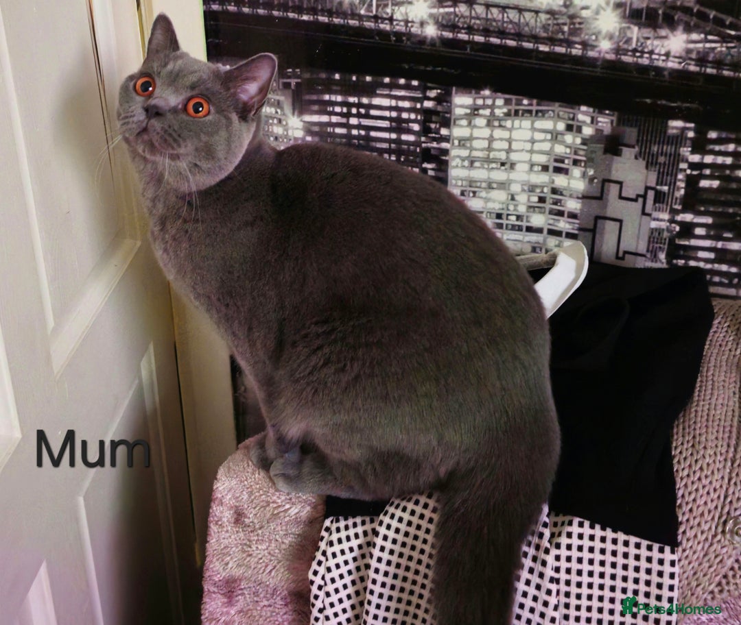 British Shorthair cats for sale: British Blue Shorthair kittens, GCCF pedigree - Image 35