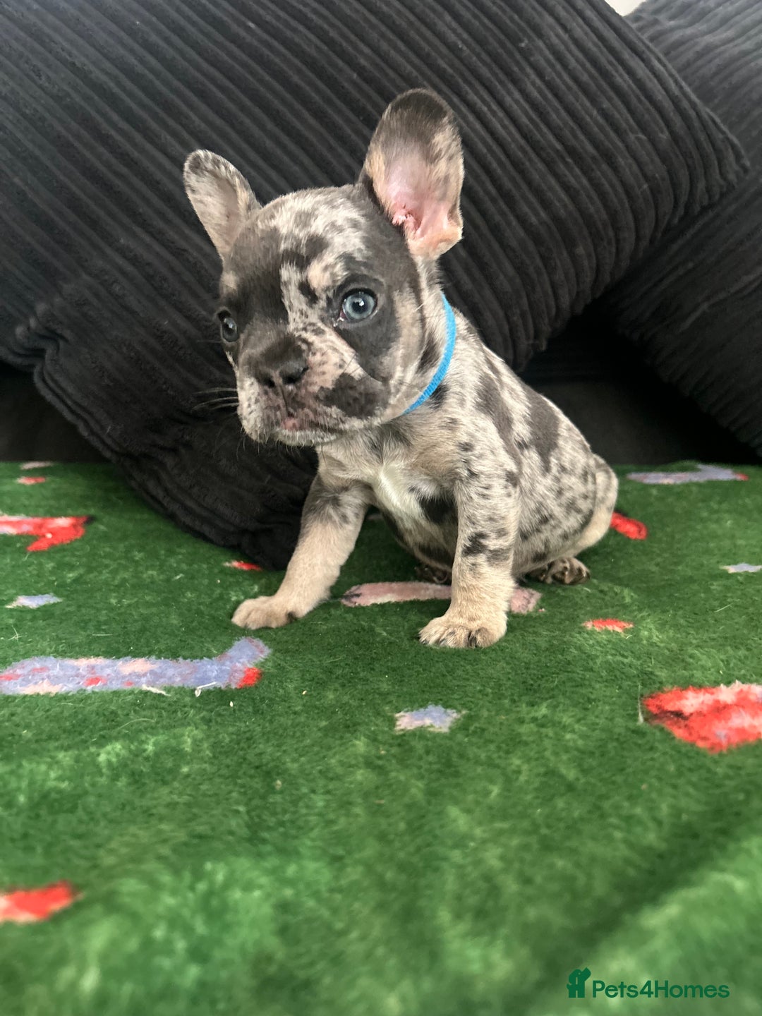 French Bulldog dogs for sale: KC French bulldog puppies dad 5 generation pedigre - Advert 2