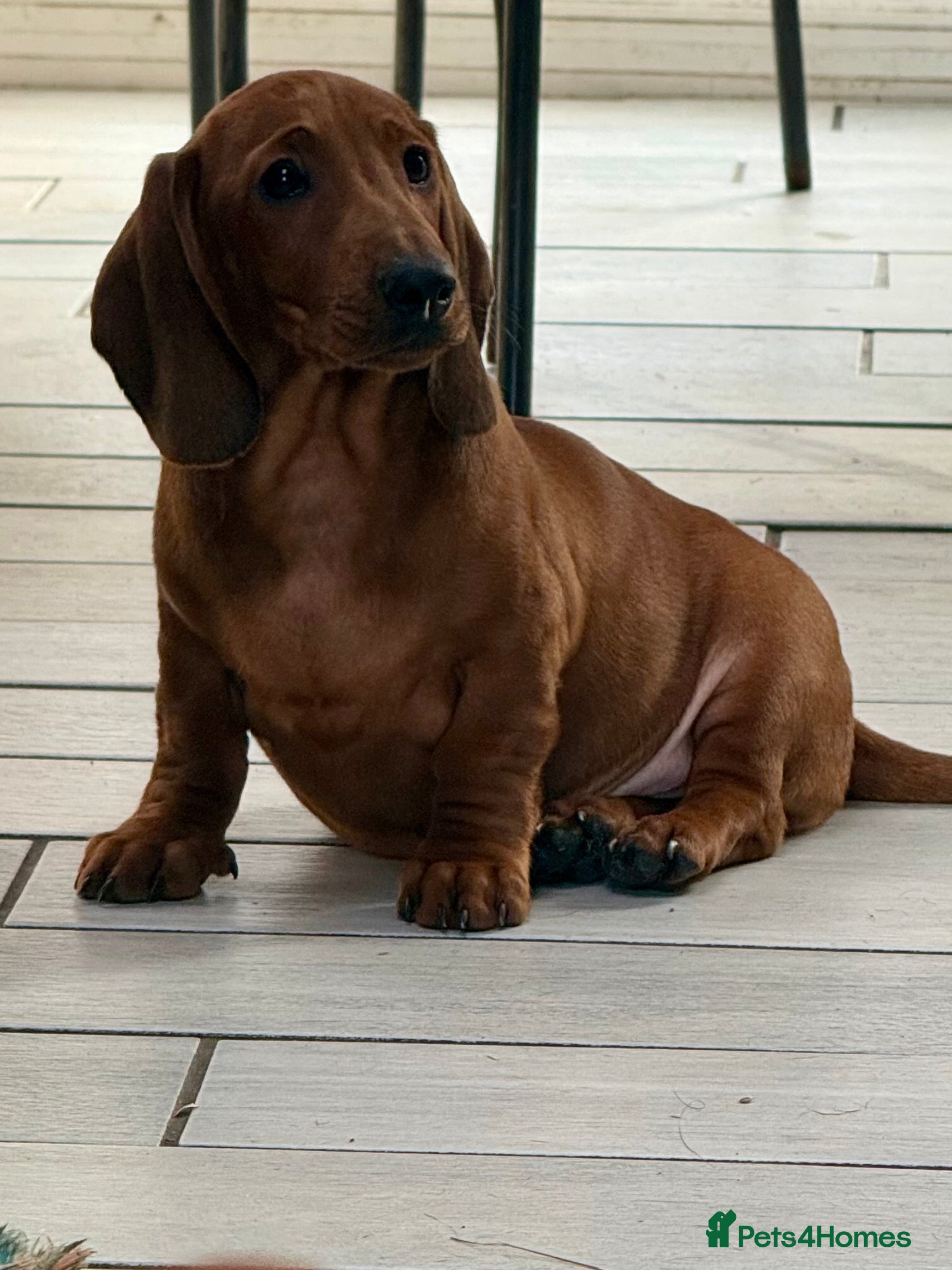 Dachshund dogs Beautiful standard dachshunds  - Advert 7