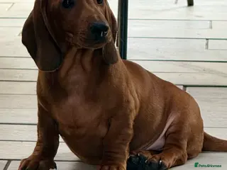 Dachshund dogs Beautiful standard dachshunds - Advert 7