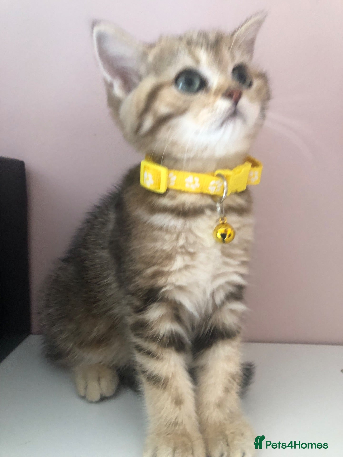British Shorthair cats British shorthair kittens  - Advert 2