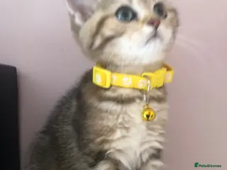 British Shorthair cats British shorthair kittens - Advert 2