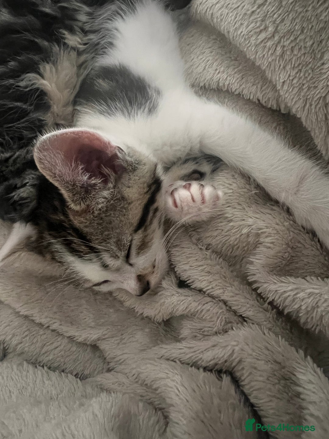 Domestic Shorthair cats for sale: 5 beautiful kittens for sale  - Image 5