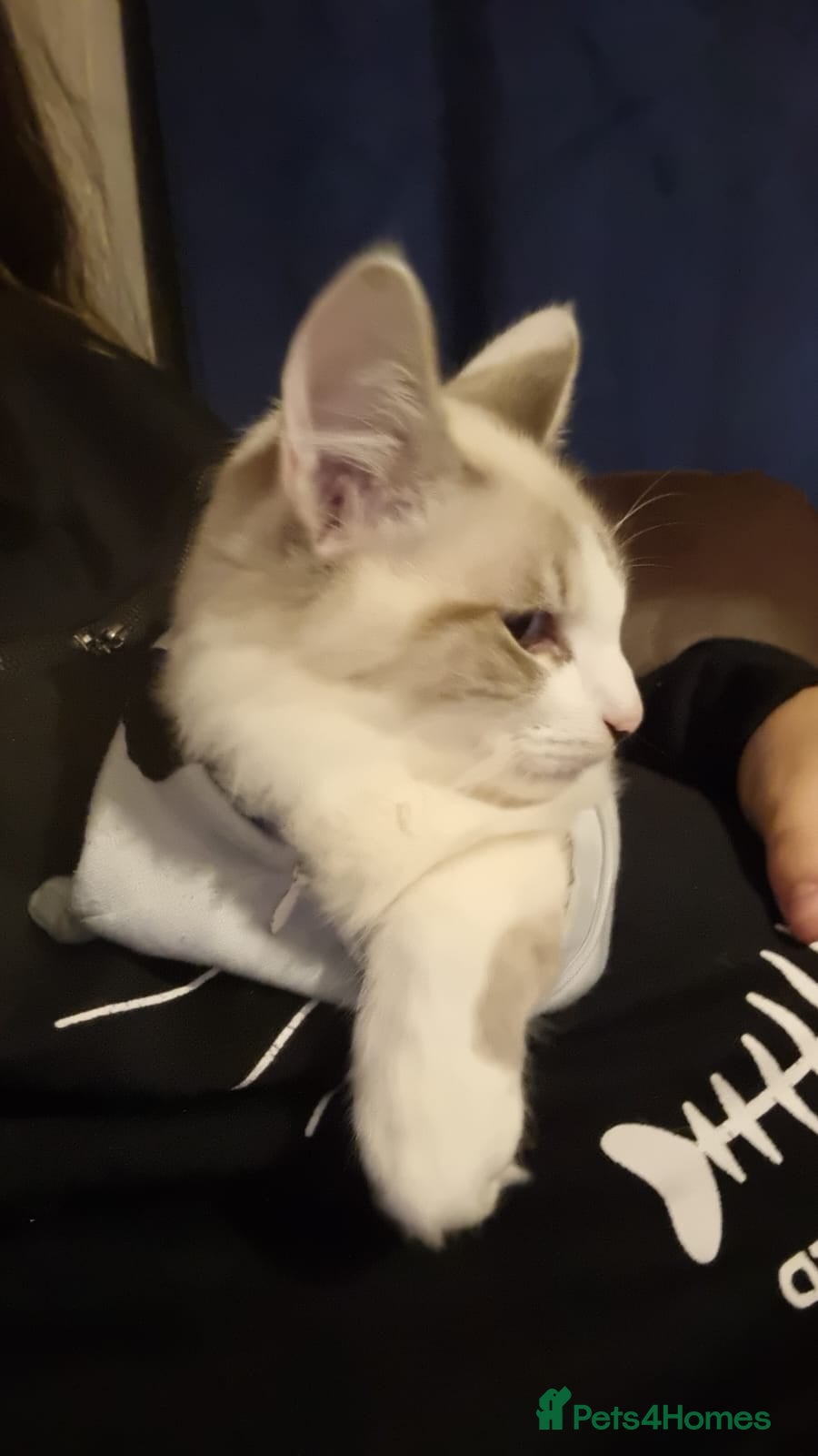 Turkish Angora cats Lovely Turkish angora male cat - Advert 1