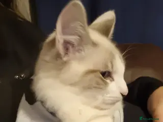 Turkish Angora cats Lovely Turkish angora male cat - Advert 3