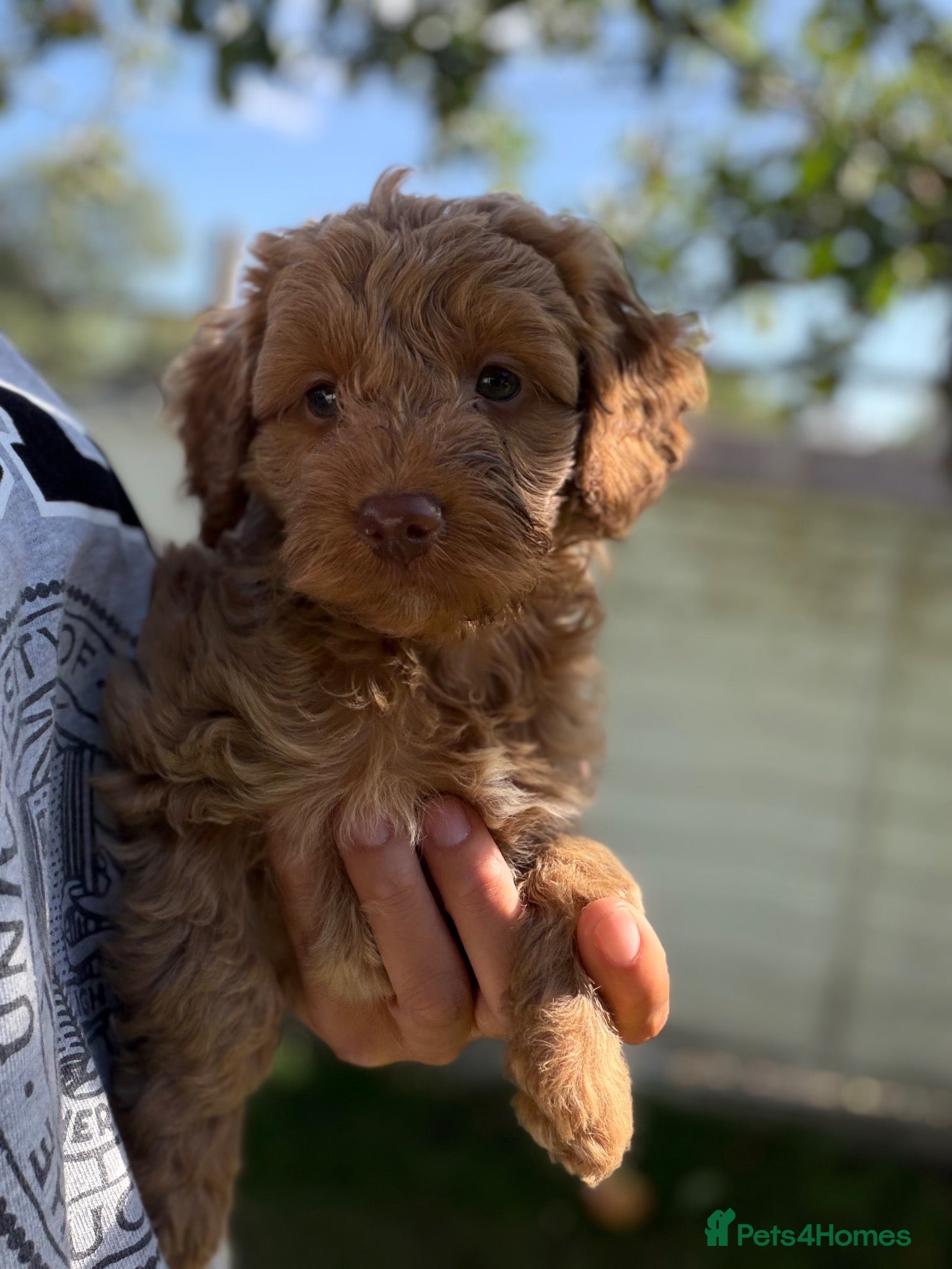 Cockapoo dogs ♥️ Stunning Red girl ♥️  - Advert 1