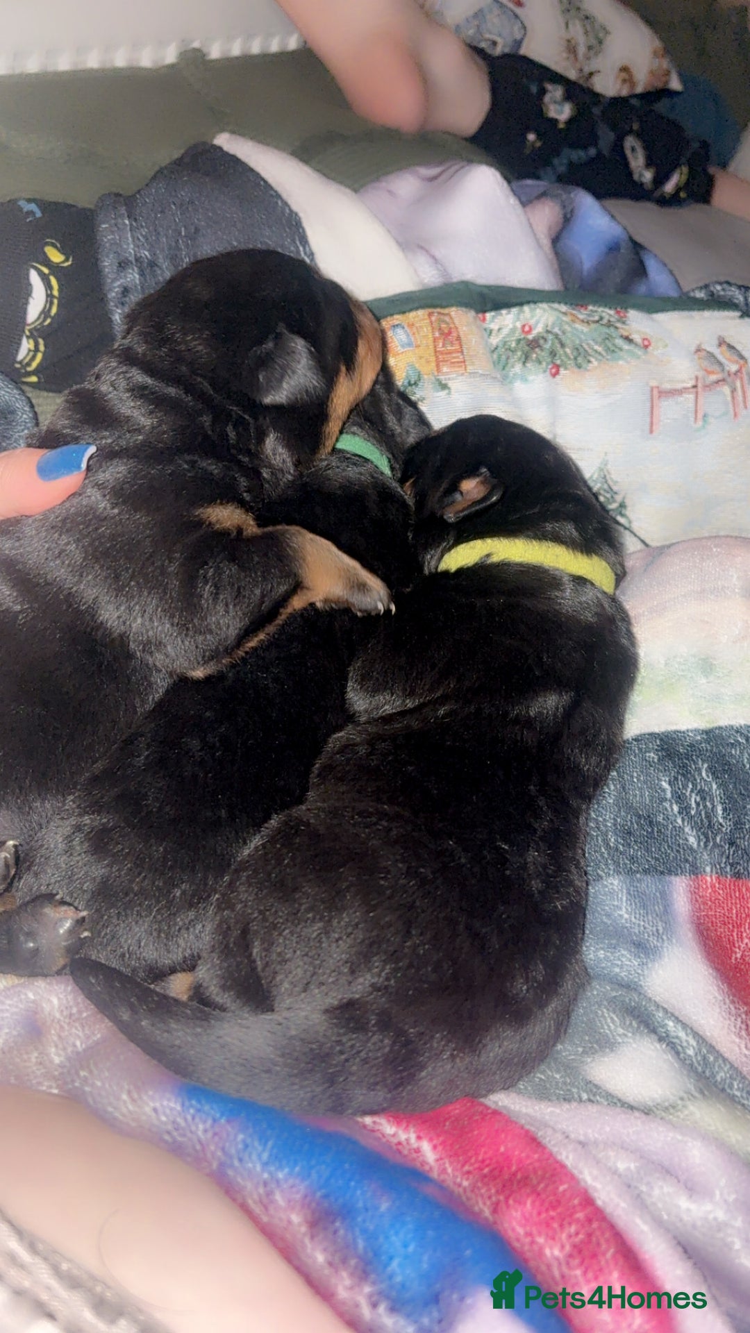 Rottweiler dogs for sale: 3 chunky KC registered girls for sale - Advert 4