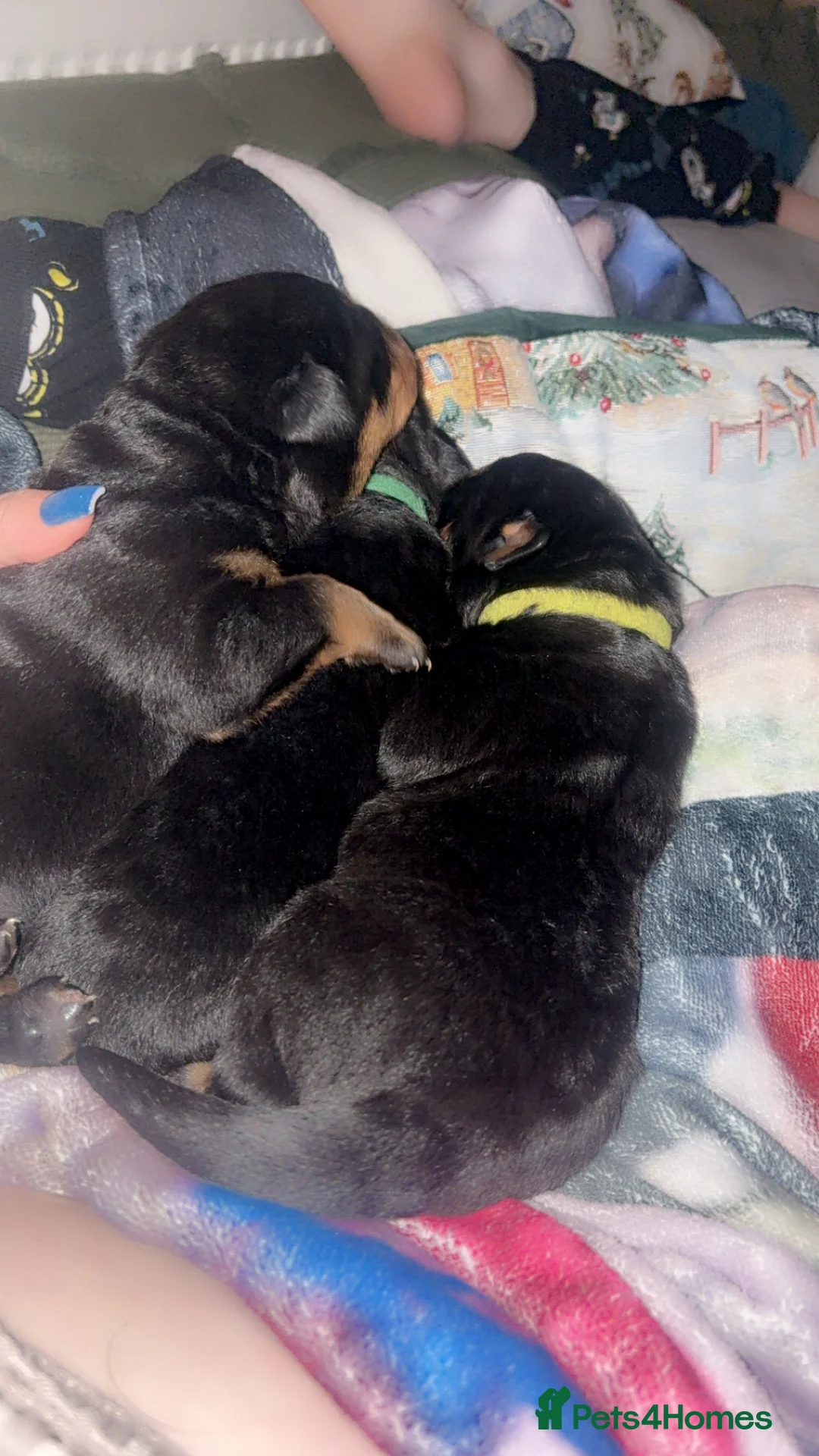Rottweiler dogs for sale: 3 chunky KC registered girls for sale - Advert 4
