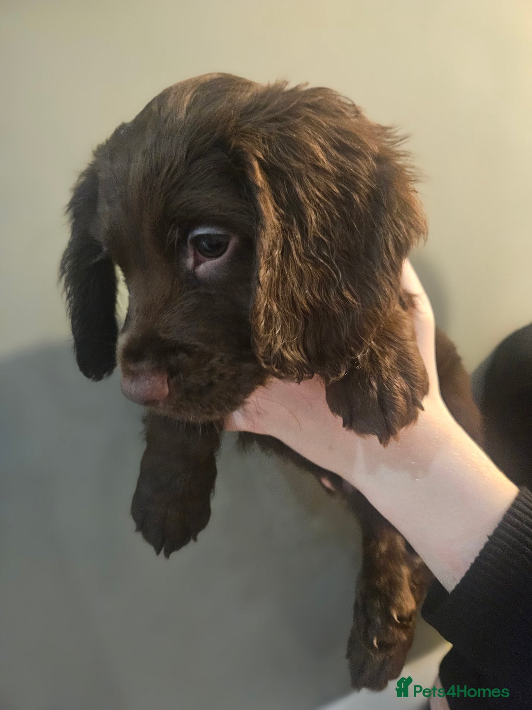 Sprocker dogs for sale: 3 chocolate sprocker males available  - Advert 13