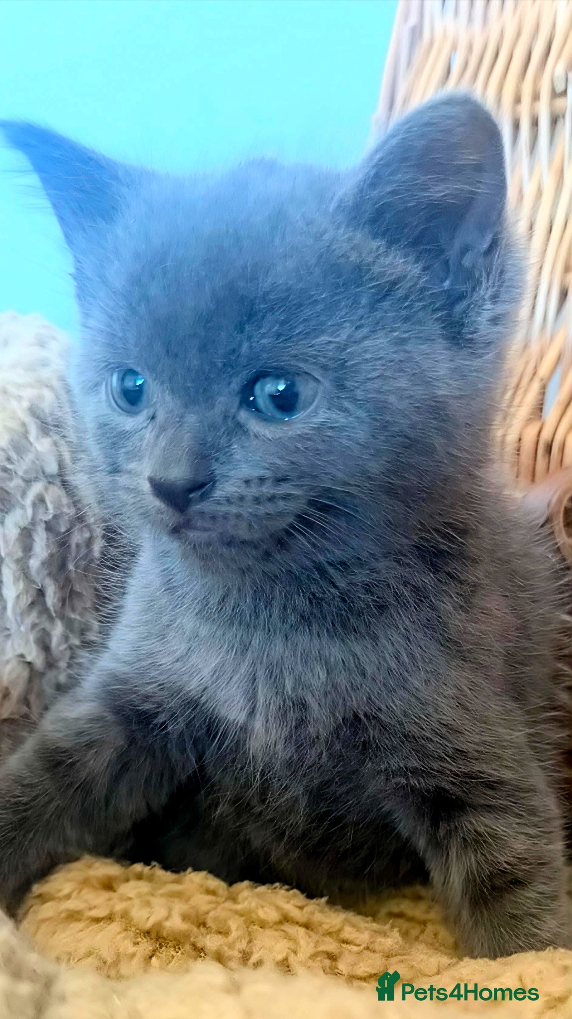 Mixed Breed cats Gorgeous Litter of 3 healthy vibrant kittens - Advert 1