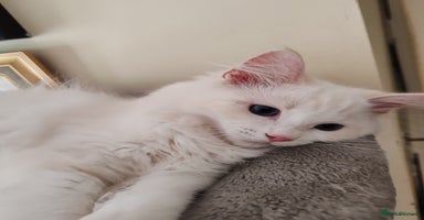 Ragdoll cats - Advert 9