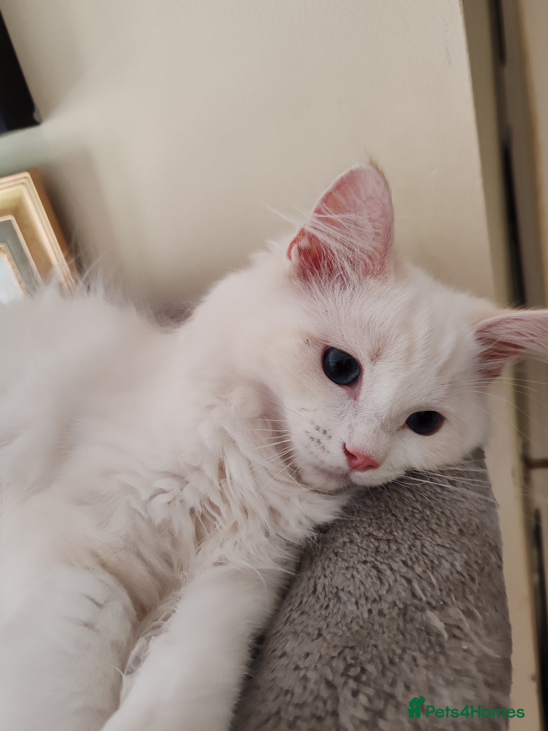 Ragdoll cats for sale: RAGS To Riches  - Image 2
