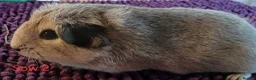 Guinea Pig rodents for sale: Silver and white Rex bred Boar and Sows - Advert 7