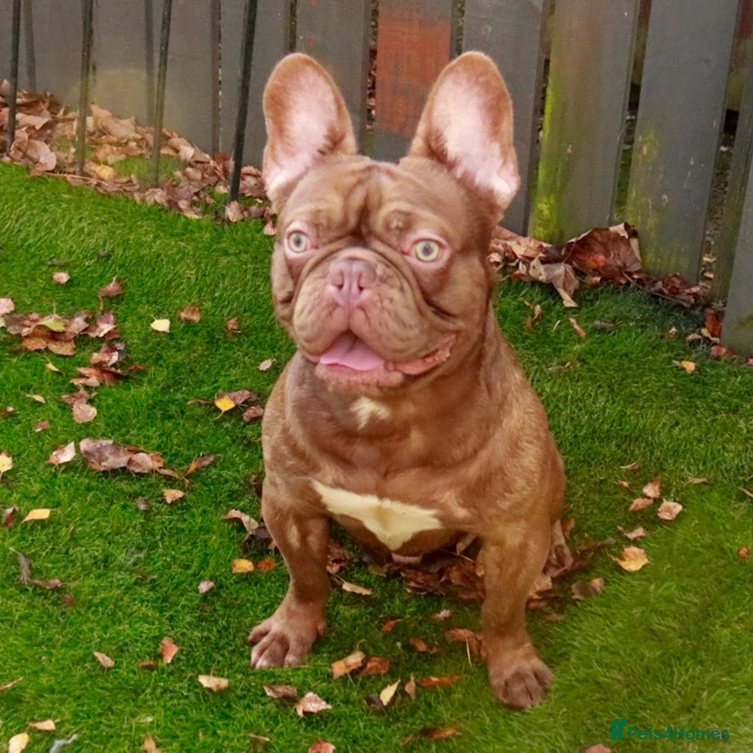 French Bulldog dogs for stud: NEW SHADE CHOC CARRYING FLUFFY!! in Motherwell - Advert 1
