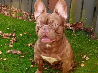 French Bulldog dogs NEW SHADE CHOC CARRYING FLUFFY!! - Advert 2