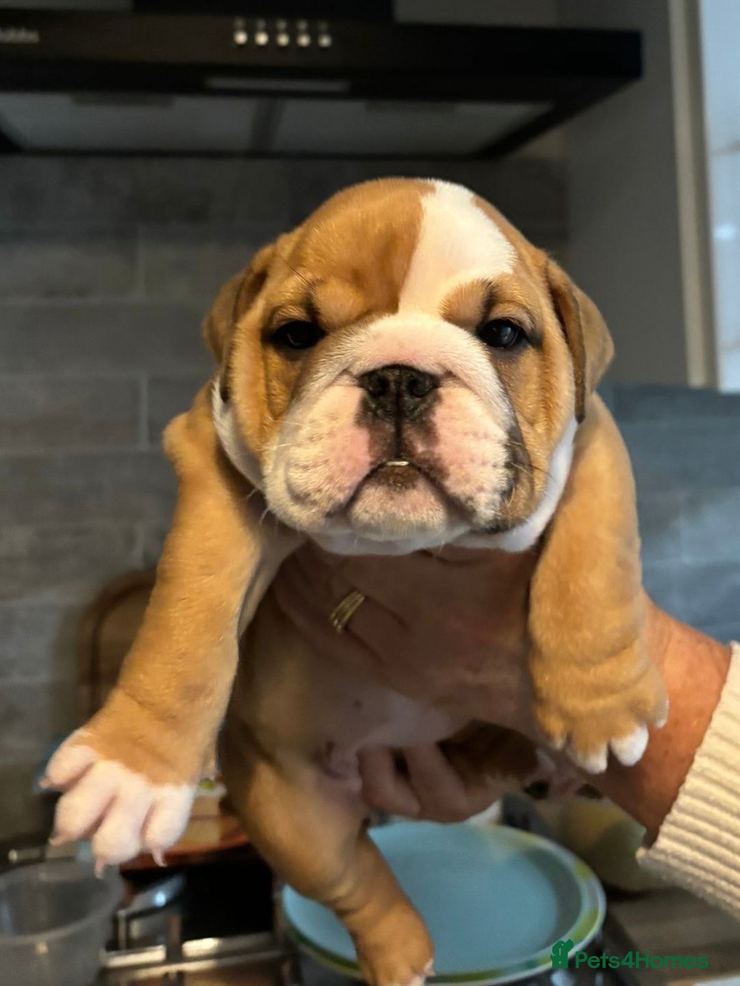 English Bulldog dogs for sale: Champion Sired KC Reg Bulldog Puppies  - Advert 12