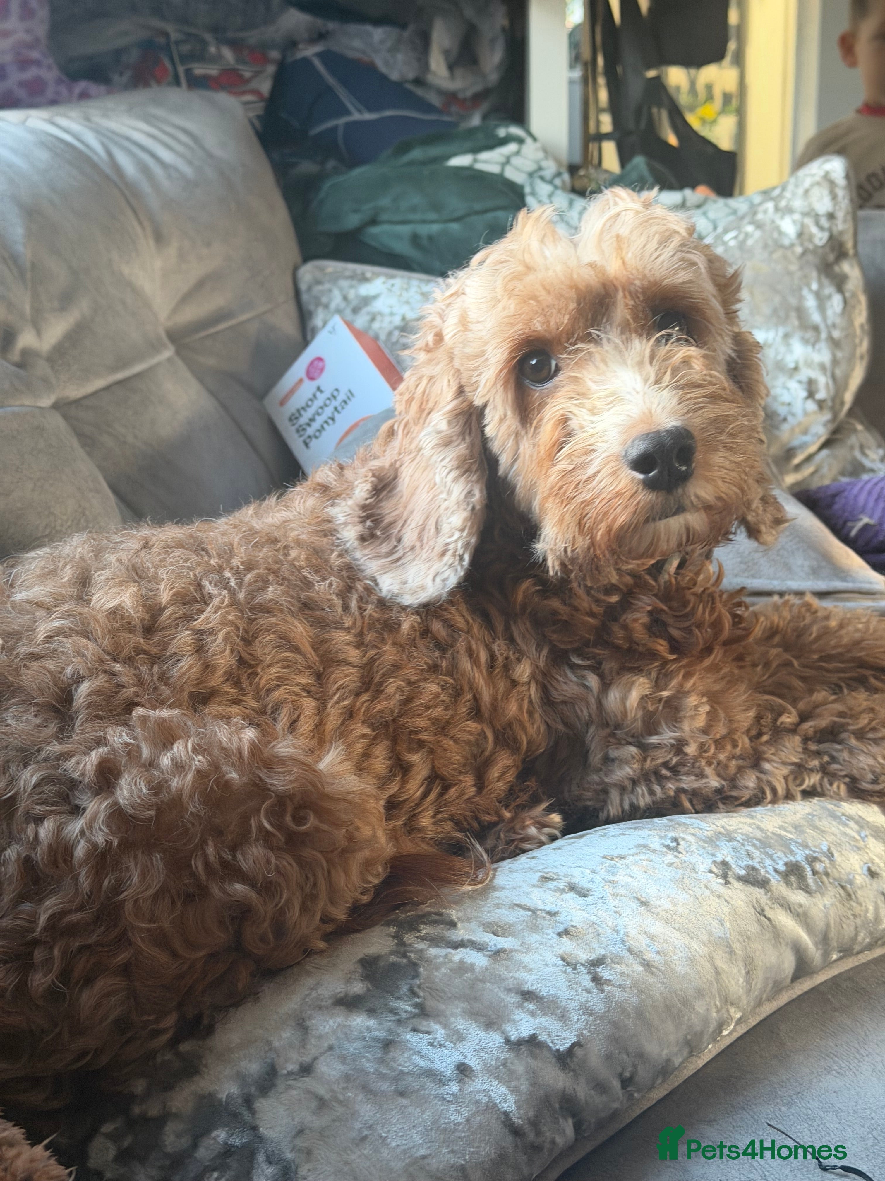 Cockapoo dogs Beautiful red cockapoo puppies ready now - Advert 1