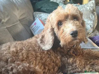 Cockapoo dogs Beautiful red cockapoo puppies ready now - Advert 1