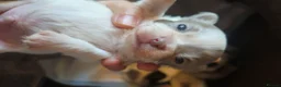 Chihuahua dogs for sale: Full pedigree long coat chihuahua lilac/chocolate - Advert 29