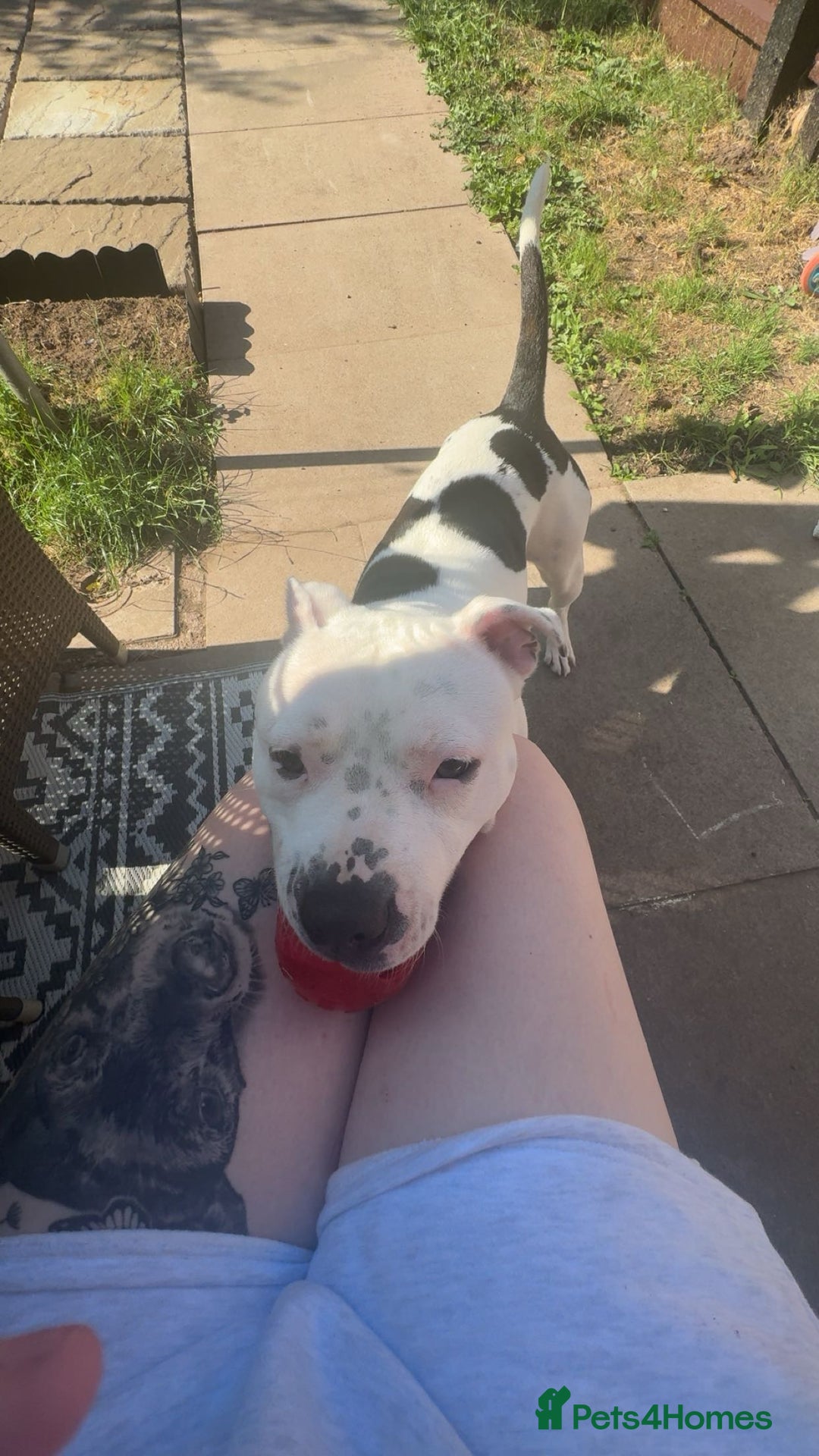 Mixed Breed dogs for sale: Staffordshire bull terrier  - Advert 2