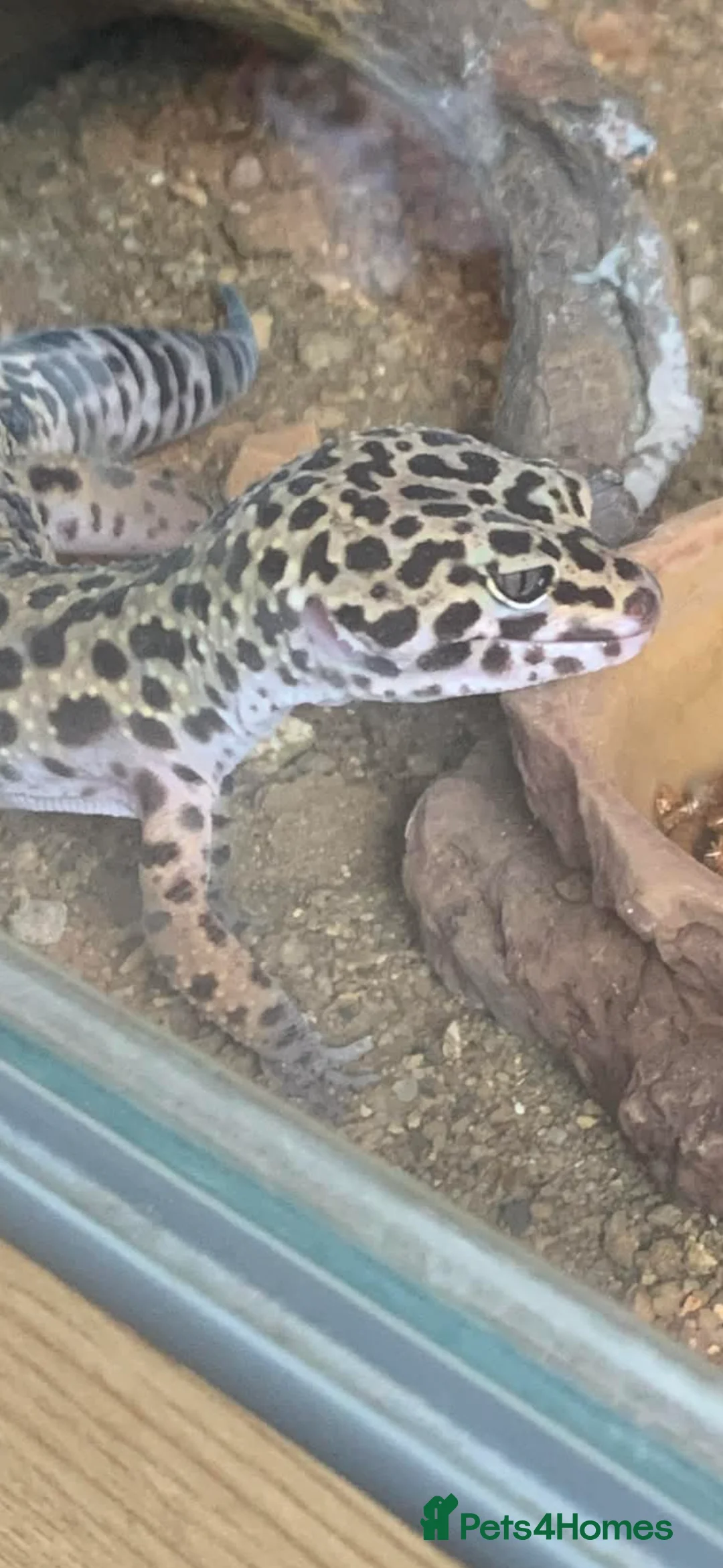 Gecko reptiles for sale: Leopard gecko and viv  in Leicester - Advert 1