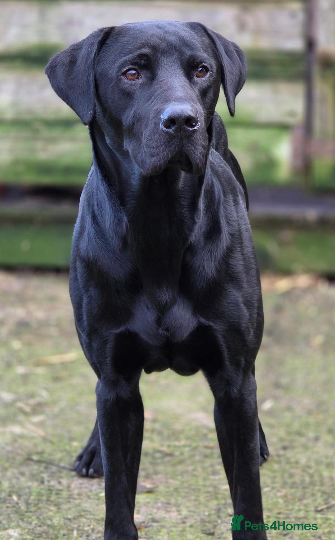 Labrador Retriever dogs for sale: 2 boy KC labradors for sale  - Advert 4