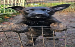 Belgian Shepherd Dog dogs for sale: DUTCH SHEPARD PUPPIES 1 MALE  - Image 7