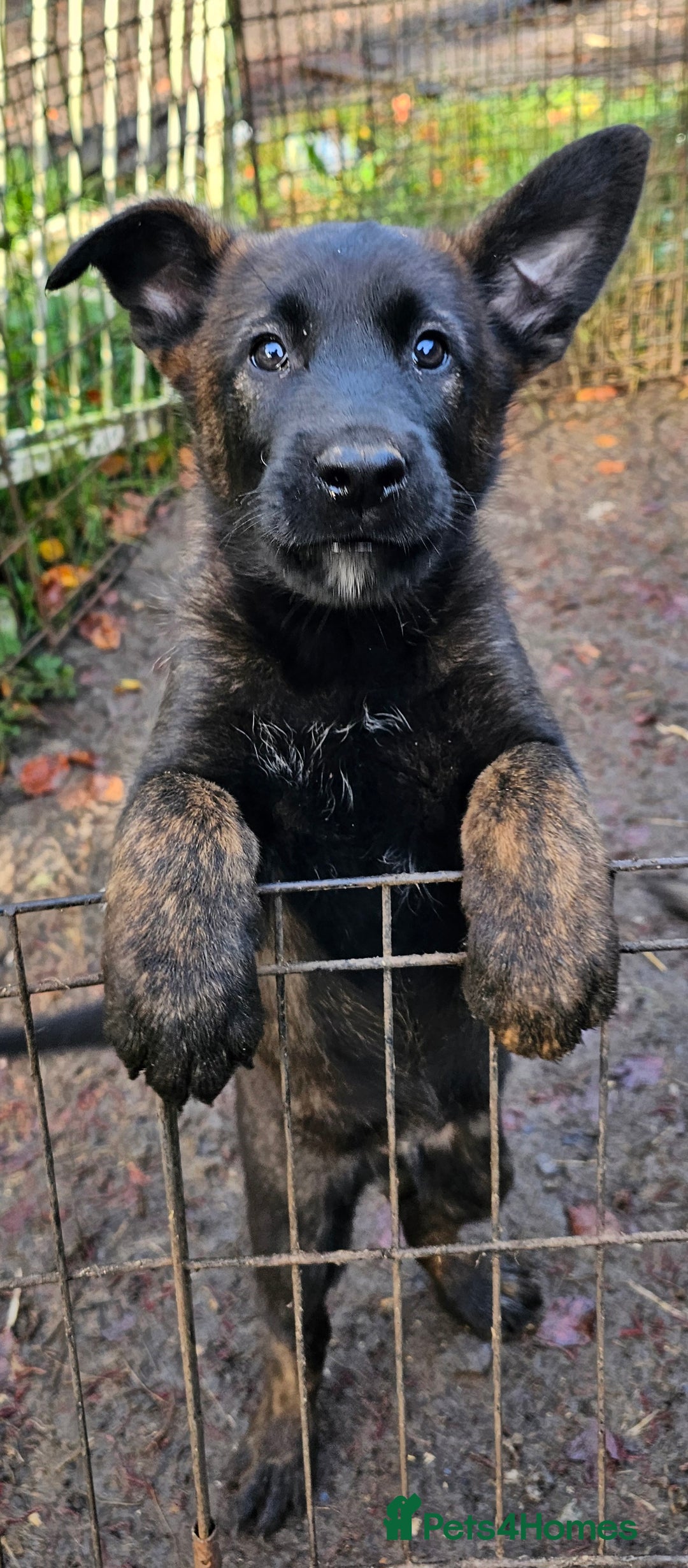 Belgian Shepherd Dog dogs for sale: DUTCH SHEPARD PUPPIES 1 MALE  - Image 7