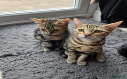 Bengal cats for sale: Bengal kittens - Image 15